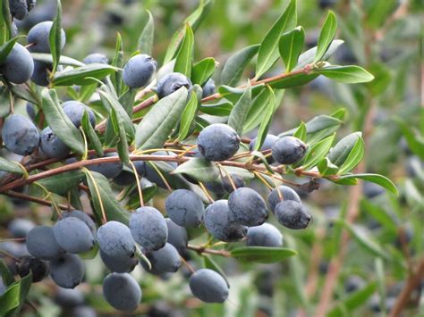 sa birdiera marmellata  mirto