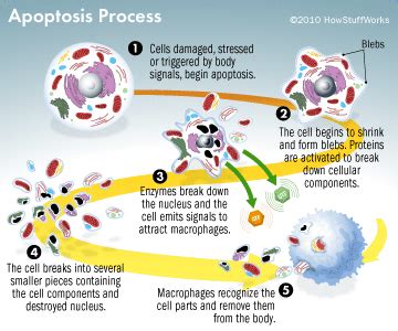 glossomics apoptosis