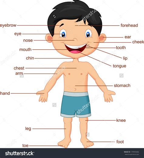 parts   human body clipart   cliparts  images