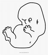Fetus sketch template