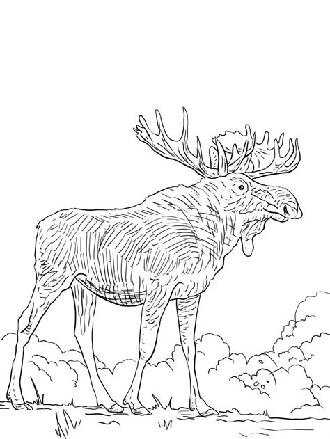 elk coloring pages  adults  worksheets  printable coloring