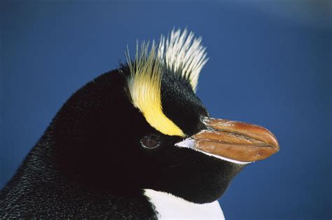 erect crested penguin eudyptes sciateri photograph by tui de roy fine