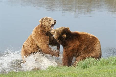 bear roar stock  pictures royalty  images istock