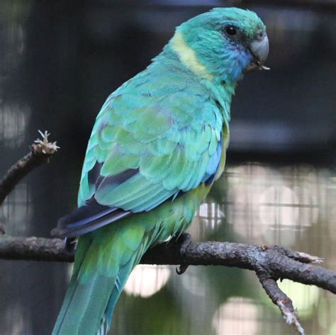 australian ringneck parrot