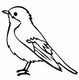 Malvorlagen Kohlmeise Ausmalbild Ausmalbilder Vogel sketch template