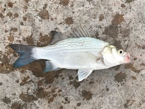 Species 86 — White Bass Caughtovgard