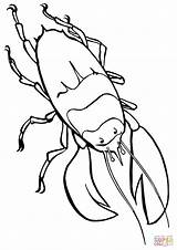 Coloring Lobster Pages Printable Drawing sketch template