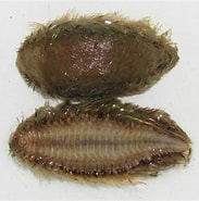 Afbeeldingsresultaten voor Aphroditidae. Grootte: 183 x 185. Bron: biodiversidade.eu