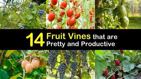 14 Fruit Vines That Are Pretty And Productive
