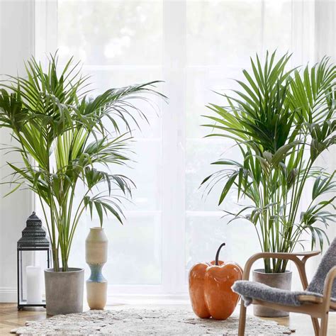 tall indoor floor plants    statement