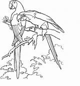 Coloring Pages Parrot Kids sketch template
