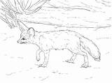 Fennec Fox Eared Supercoloring Foxes Coll sketch template