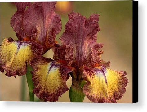 purple and yellow bearded iris canvas print canvas art