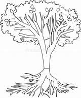 Baum Wurzelsystem Farbtonseite Illustrationen Vektoren sketch template