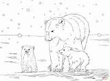 Polar Bear Coloring Pages Cubs Mother Printable Two Colouring Drawing Color Panda Kids Sheet Choose Board sketch template
