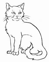 Cat Coloring Pages Kitten Realistic Printable Kids Drawing Scary Wild Simple Animal Color Cats Colouring Halloween Sheets Kittens Print Book sketch template