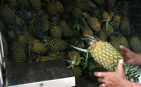 pineapple farmers upbeat  demand soars  north india  hindu