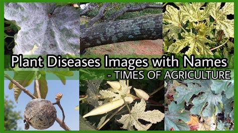 Plant Disease Images With Names Times Of Agriculture
