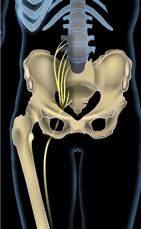 sciatic nerve wikipedia