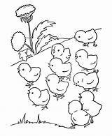 Pages Coloring Farm Animal Chicks Library Clipart sketch template