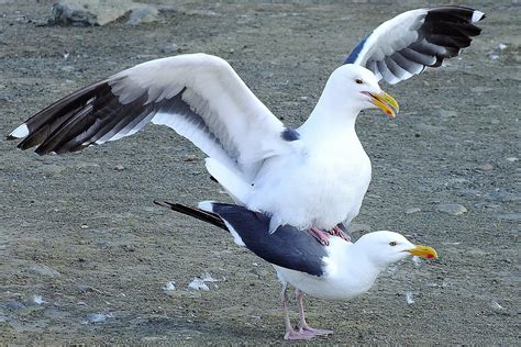 how do birds mate courtship and sex in birds