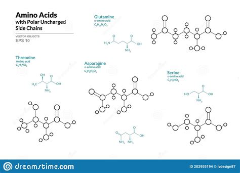 amino acids  polar uncharged side chains threonine glutamine asparagine serine stock