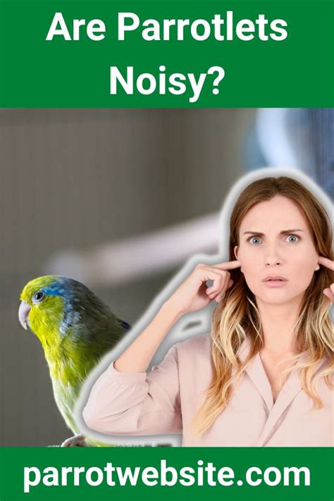 parrotlets noisy    quiet parrot website