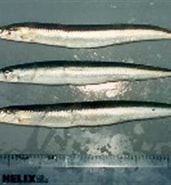Image result for "ammodytes Tobianus". Size: 171 x 123. Source: www.fishbase.se