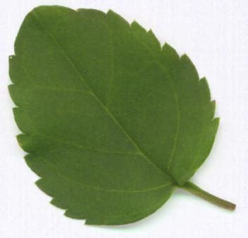 leafdigital leaves pictures