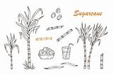 Cane Sugar Sugarcane Vector Illustrations Clip Drawn Hand Plants Set Illustration Cubes Juice Stalks Leaves Shutterstock Similar Stock sketch template