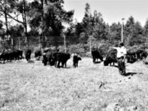 livestock thieves plunder villages