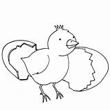 Hatching Chick Coloring Pages Kids Egg Chicken Color Drawing Place Easter Getdrawings Getcolorings sketch template