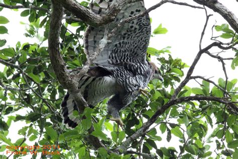 belize field notes ornate hawk eagle