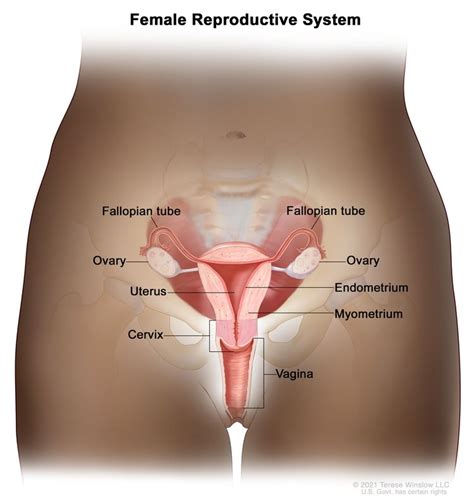 What Is Cervical Cancer Nci