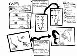 Coloring Evolution Sheet Questions Homologous Structures Analogous Science Fossil Things Subject Teacherspayteachers Choose Board sketch template