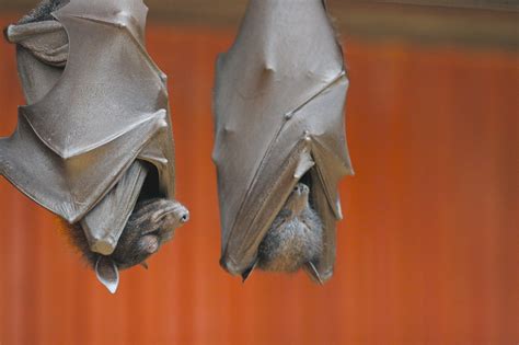 filelarge flying fox jpg wikipedia