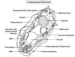plantbodiescells