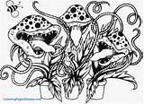 Venus Fly Trap Coloring Pages Carnivorous Plant Drawing Plants Activities Sheet Traps Getdrawings Adult Kids Visit sketch template
