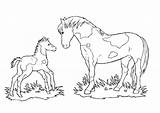 Fohlen Ausmalbilder Pferden sketch template