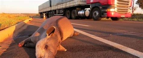 startup develops animal detection system  prevent roadkill