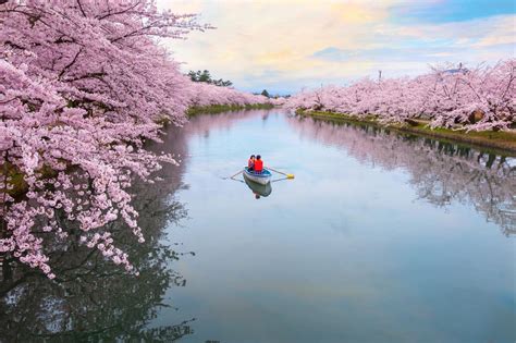 surprising places    cherry blossoms  japan