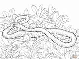 Snake Coloring Pages Racer Mamba Snakes Print Reptiles Printable Drawing Kids Clipart Drawings Templates Puzzle sketch template