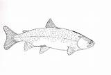 Trout Rainbow Coloring Pages Sketch Template sketch template