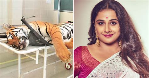 vidya balan to star in film inspired by killing of avni tigress who