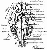 Anatomy Nerves Cranial Sheep Nervioso Ventral Biologycorner Nerve sketch template