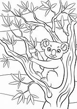 Koala Eucalipto Animaux Eucalyptus Coloration Mignon Kleurende Dieren Weinig Netter Piccola Pagine Coloritura Sveglia Sveglio Siede sketch template