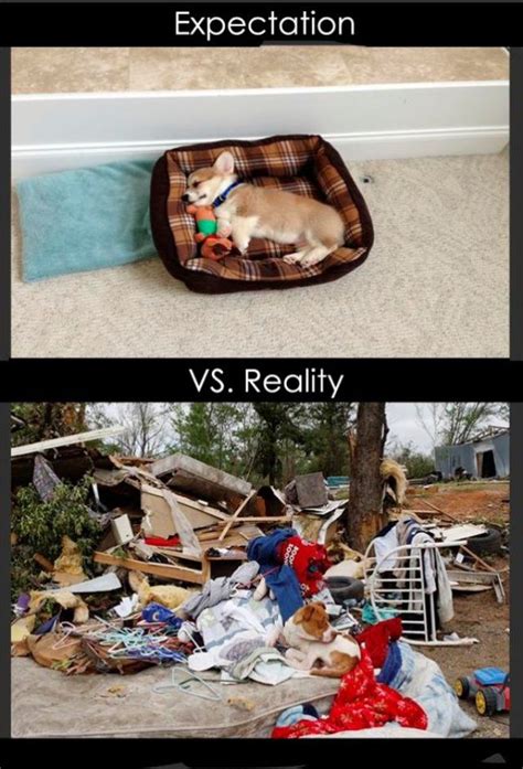 expectation vs reality 27 pics