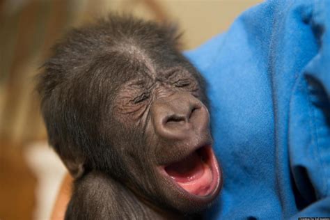 baby gorilla yawns  charming caretakers  columbus zoo  huffpost