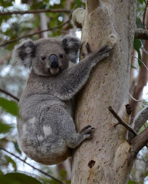 residents urged   alert  koalas   move redland city