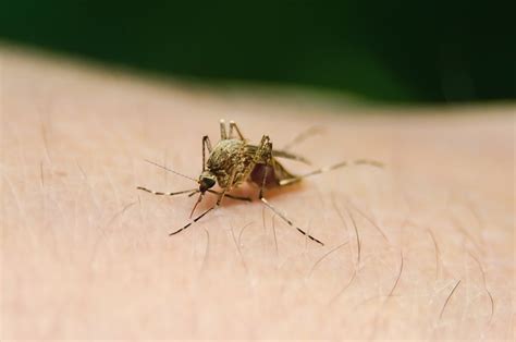 essay dengue fever symptoms  treatment